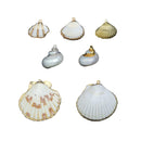 Natural Seashell Pendant Charms